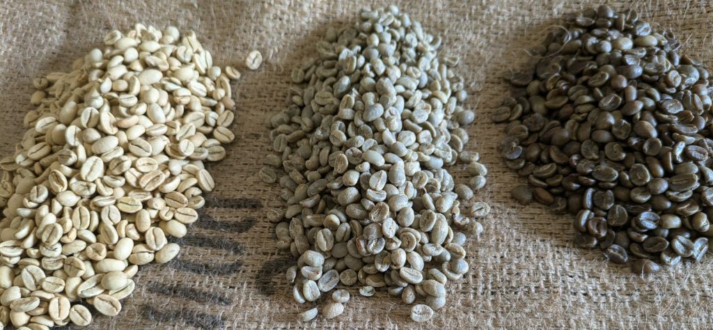 Verschiedene Sorten Rohkaffee nebeneinander, sie symbolisieren den globalen Handel an der Kaffeebörse.