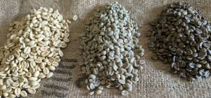 Verschiedene Sorten Rohkaffee nebeneinander – symbolisieren hochwertigen Spezialitätenkaffee aus aller Welt.