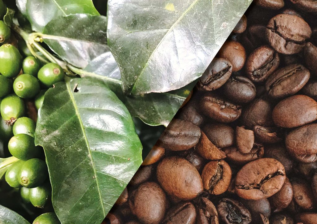 Grüne und geröstete Kaffeebohnen. Vom Rohkaffee bis zur aromatischen Röstung bei Cafésito