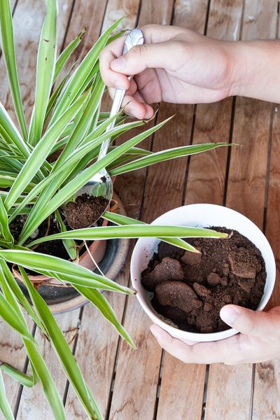 Mit einemLöffel wird getrockneter Kaffeesatz als Dünger in eine Zimmerpflanze gegeben.